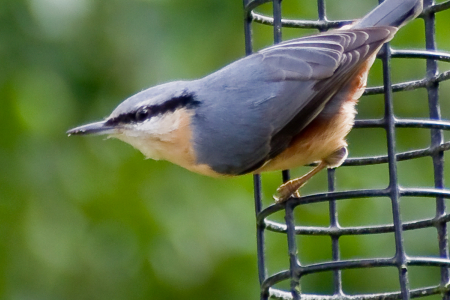 Nuthatch