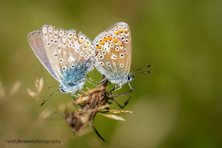 Common Blues