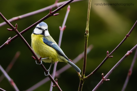 Blue Tit