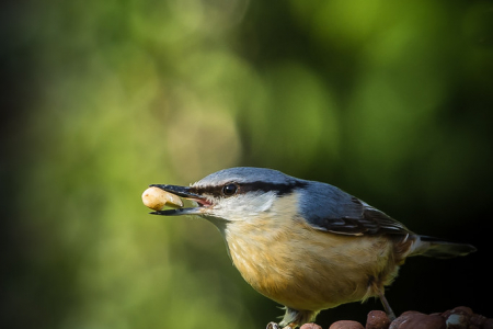 I like peanuts