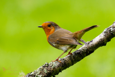 Robin