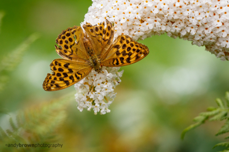 Silver-washed Fritillary