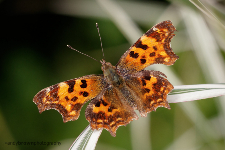 Comma
