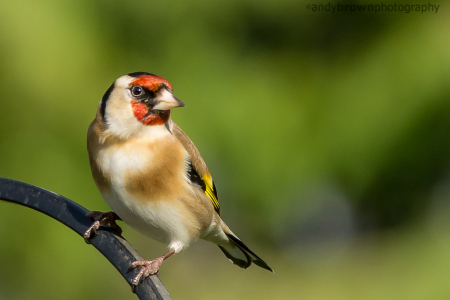 Goldfinch