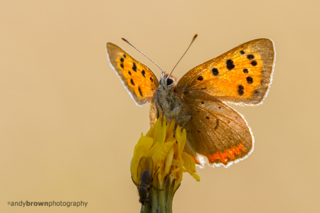 Small Copper