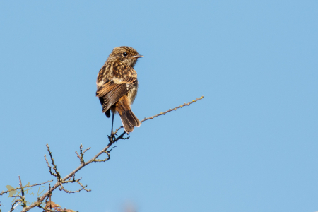 Stonechat