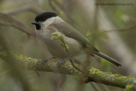 Marsh Tit