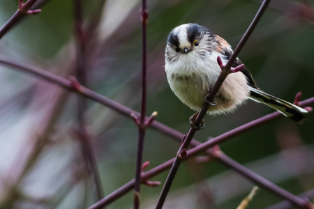 Long-Tailed Tit