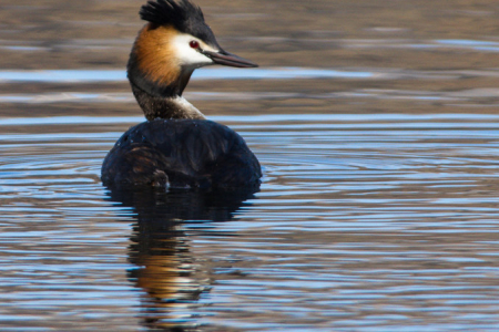 Great crested grebe