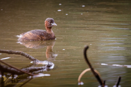 Little Grebe