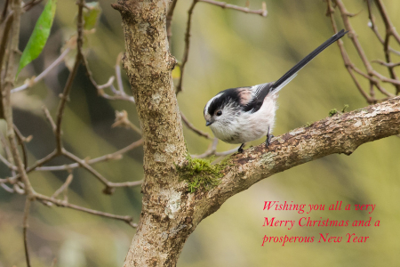 Long-tailed Tit