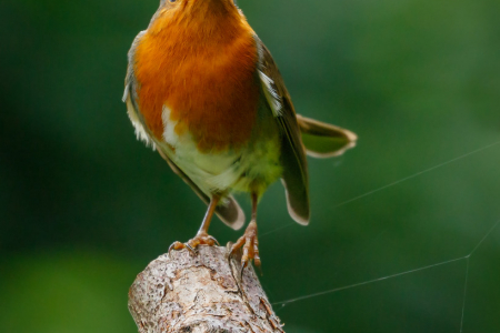 Robin (Explored 21 October 2016)