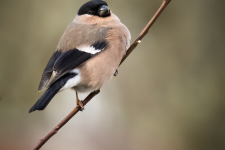 Female Bullfinch