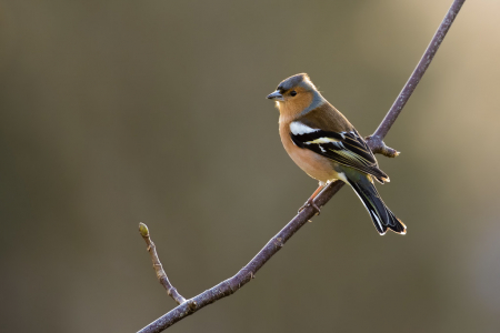 Chaffinch