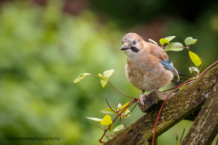 Jay (Explored 20 July 2016)