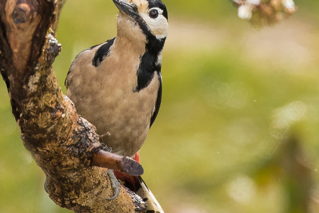 Great Spotted Woodpecker