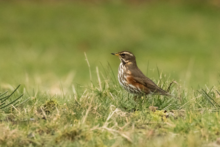 Redwing