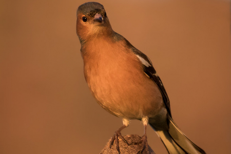 Cheeky Chaffinch