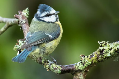 Blue Tit