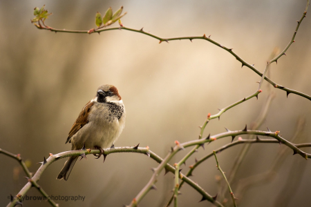 House Sparrow (male)