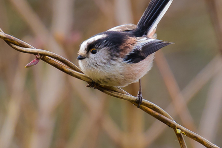 Long-tailed Tit
