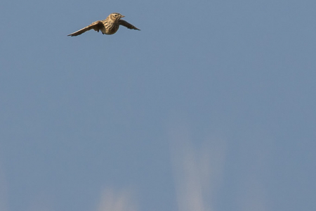 Flight of the Skylark #1