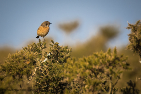 Female Stonechat