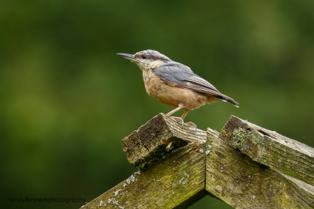 Nuthatch