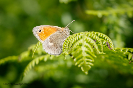 Small Heath