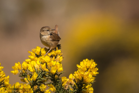 Wren on Gorse