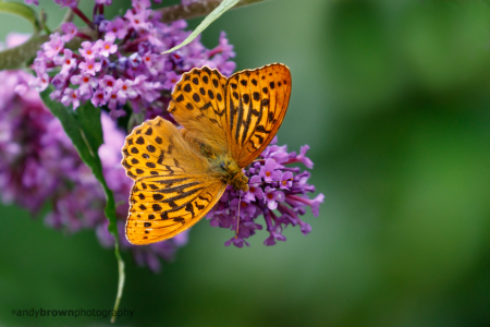 Silver-washed Fritillary on Buddleia