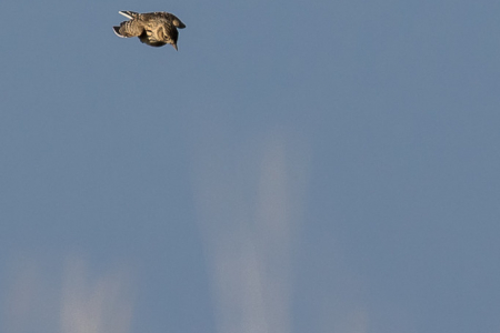Flight of the Skylark #2