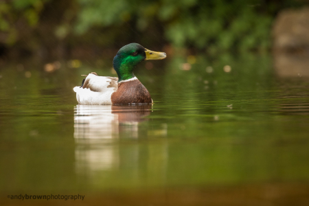 Mallard in the rain