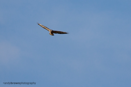 Buzzard