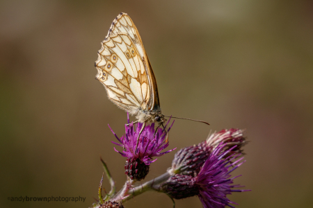 Marbled White (f)
