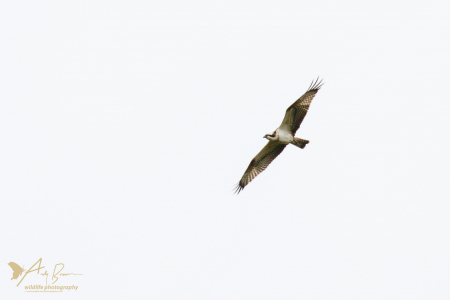 Osprey