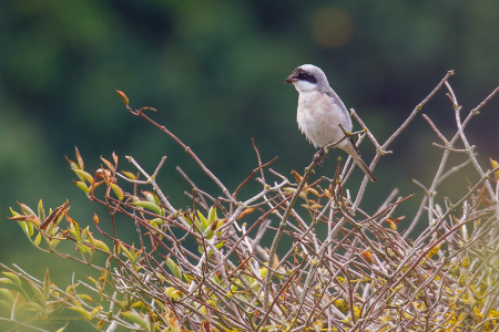 Lesser Grey Shrike
