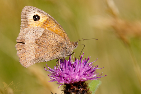 Meadow Brown