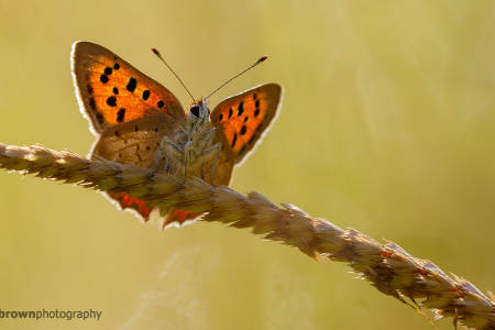 Small Copper 3