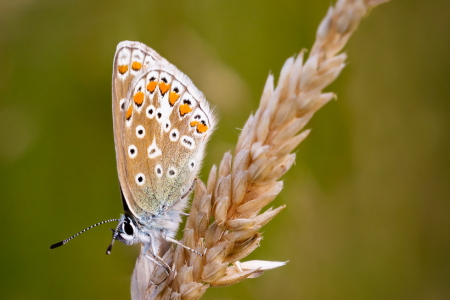 Common Blue (f)