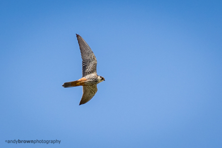 Hobby