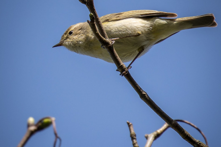 ChiffChaff