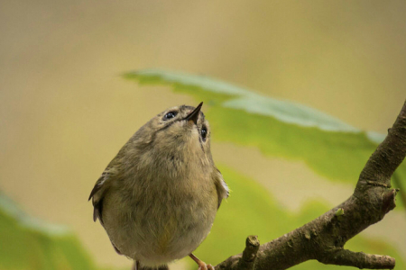 Goldcrest