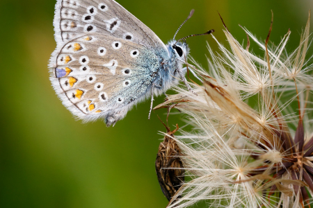 Common Blue (m) (Explored 7 August 2016)