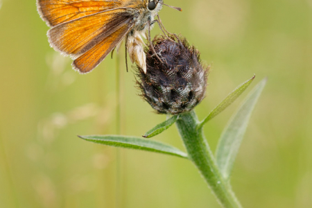 Small Skipper