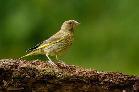 Greenfinch (juv)