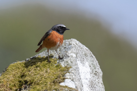 Common Redstart ♂️