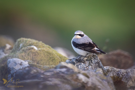 Wheatear ♂️