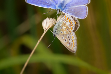 Two Blues