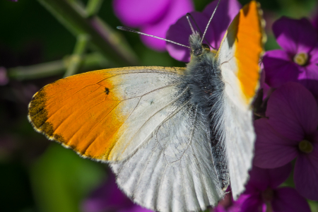 Orange Tip